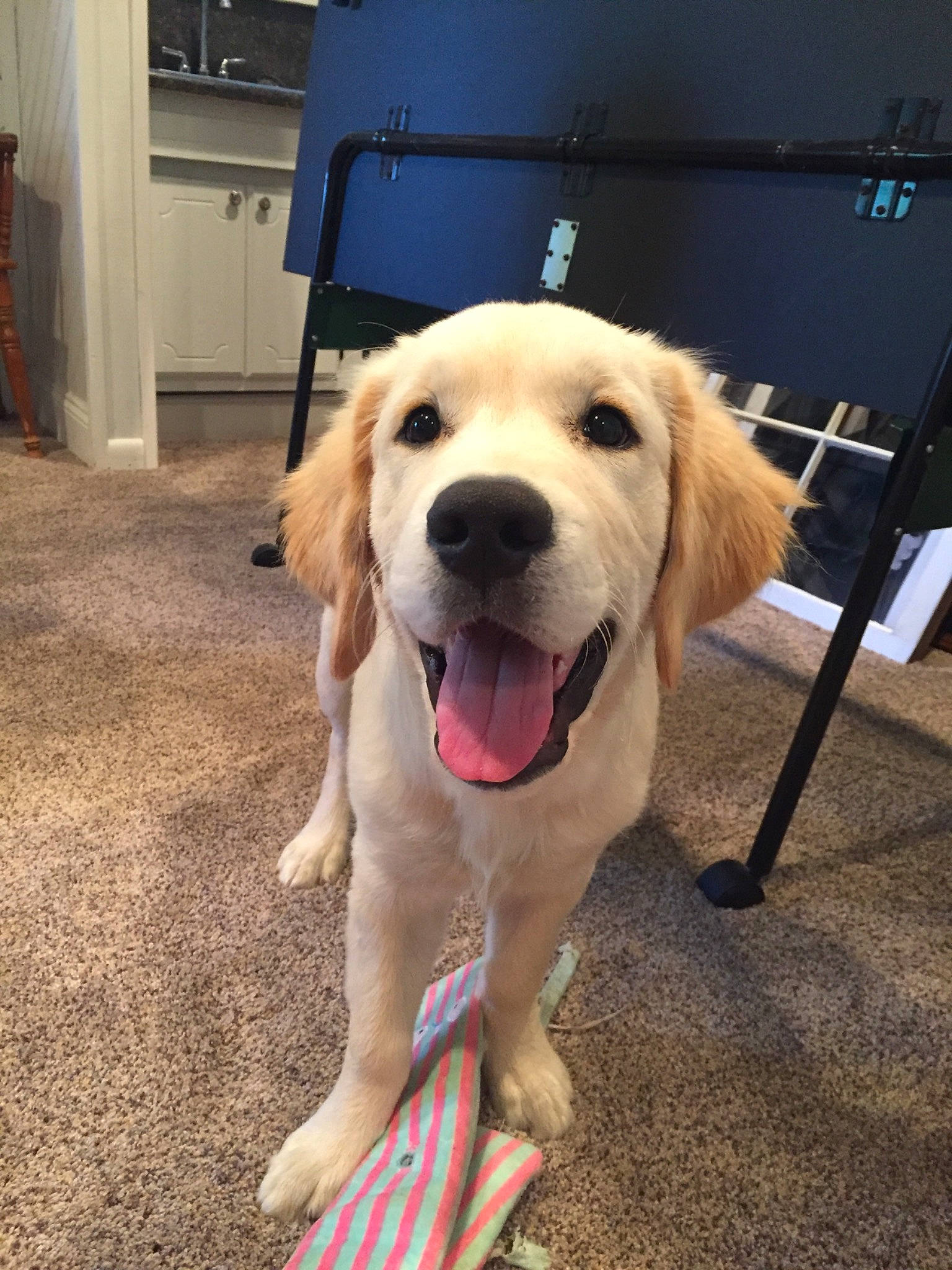 Banjo is registered to the contest to win money with this photo: beagador, canidae, carnivore, companion_dog, dog, dog_breed, fawn, fur, golden_retriever, labrador_retriever, mammal, nose, puppy, retriever, snout, sporting_group, tail