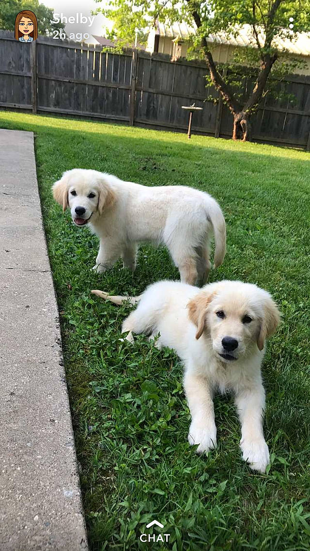 Banjo is registered to the contest to win money with this photo: akbash_dog, canidae, carnivore, companion_dog, dog, dog_breed, golden_retriever, grass, great_pyrenees, labrador_retriever, livestock_guardian_dog, mammal, maremma_sheepdog, mucuchies, polish_tatra_sheepdog, puppy, retriever, slovak_cuvac, sporting_group, vertebrate