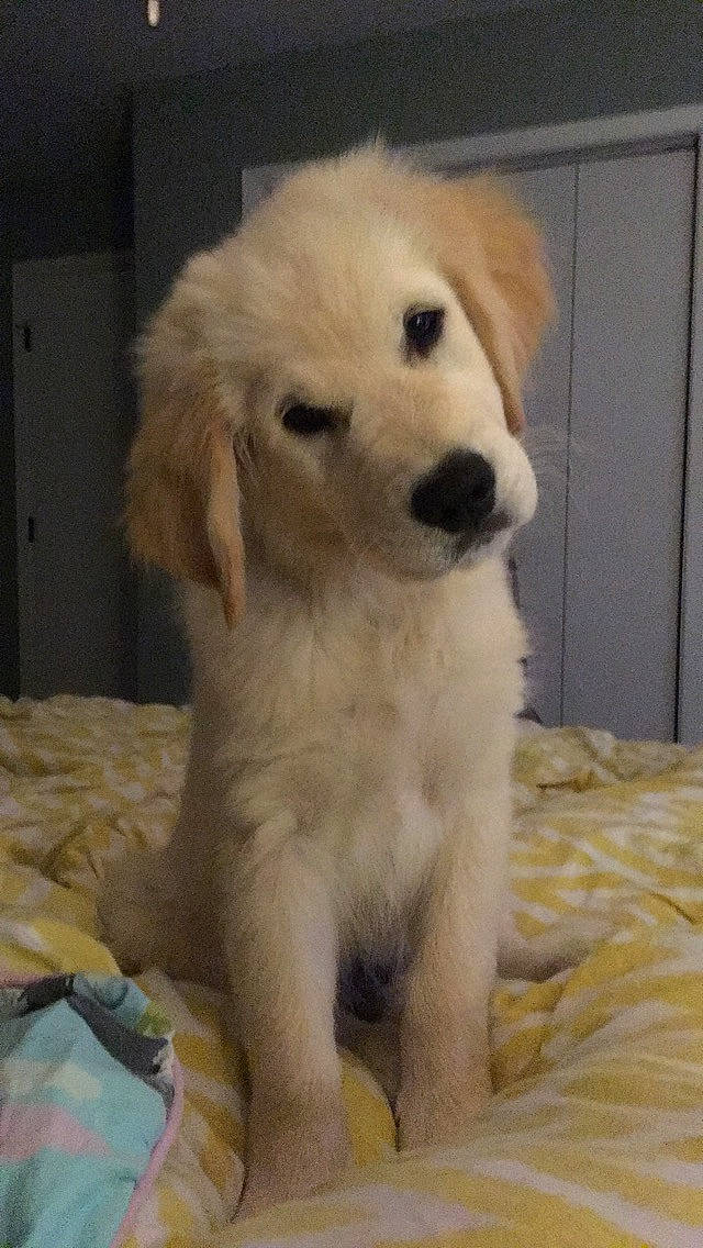 Banjo joined the competition — help win amazing prizes! akbash_dog, canidae, carnivore, companion_dog, dog, dog_breed, golden_retriever, great_pyrenees, kuvasz, livestock_guardian_dog, mammal, maremma_sheepdog, polish_tatra_sheepdog, puppy, rare_breed_dog, retriever, slovak_cuvac, small_greek_domestic_dog, sporting_group, vertebrate