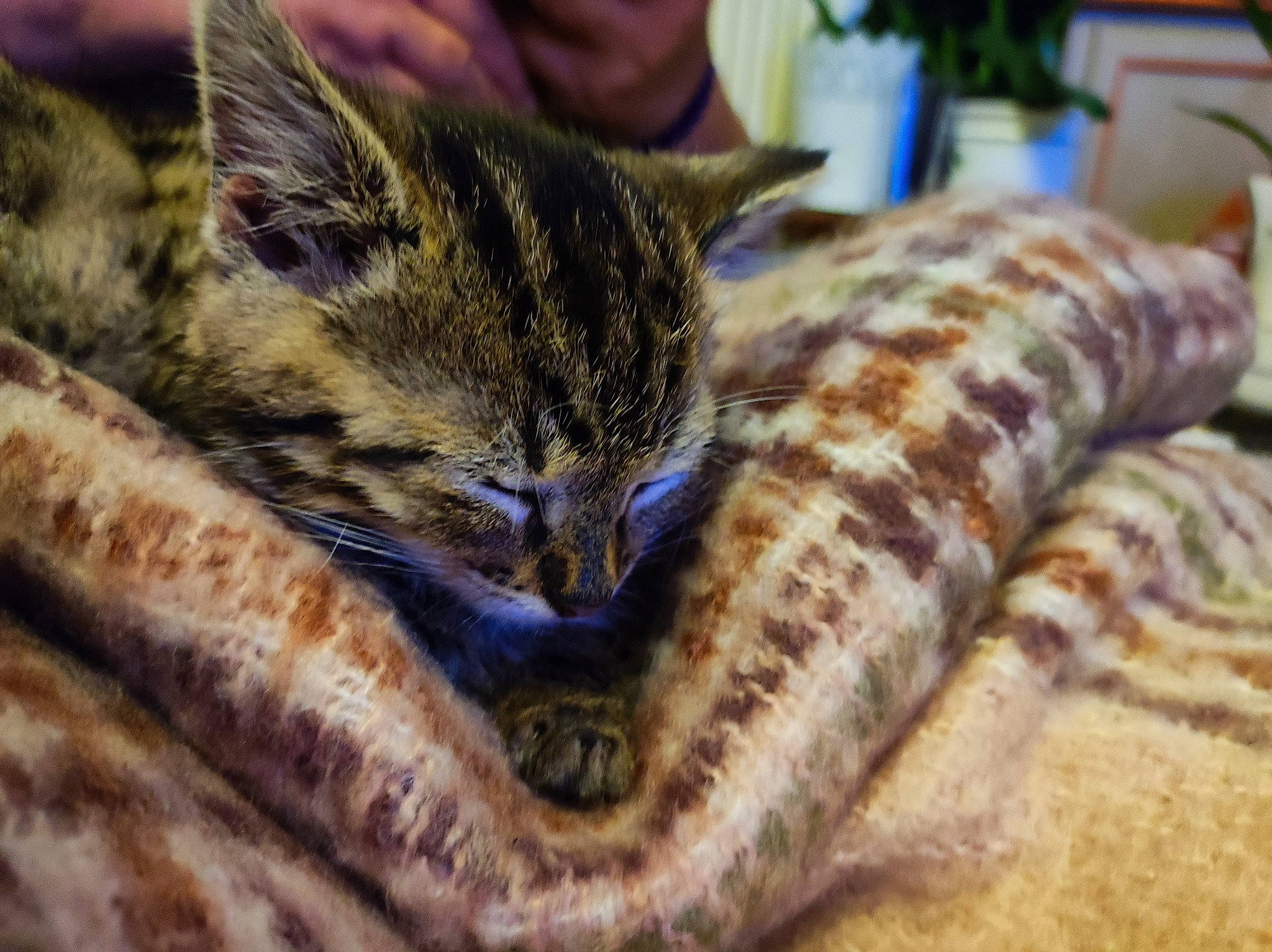 Ulyss Et Una a rejoint le concours — aidez-le/la à gagner de superbes lots ! carnivore, cat, claw, close_up, domestic_short_haired_cat, felidae, fur, grass, houseplant, ocelot, pattern, paw, plant, small_to_medium_sized_cats, snout, terrestrial_animal, whiskers, wildlife, window, wood