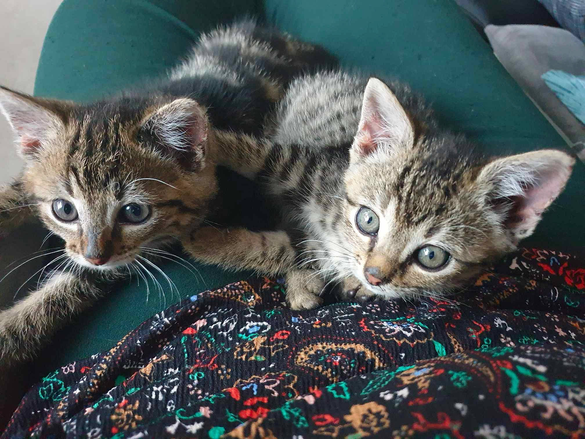 Ulyss Et Una participe au concours pour gagner de l'argent avec cette photo : carnivore, cat, cat_supply, claw, comfort, domestic_short_haired_cat, felidae, fur, pattern, paw, sitting, small_to_medium_sized_cats, snout, tail, whiskers