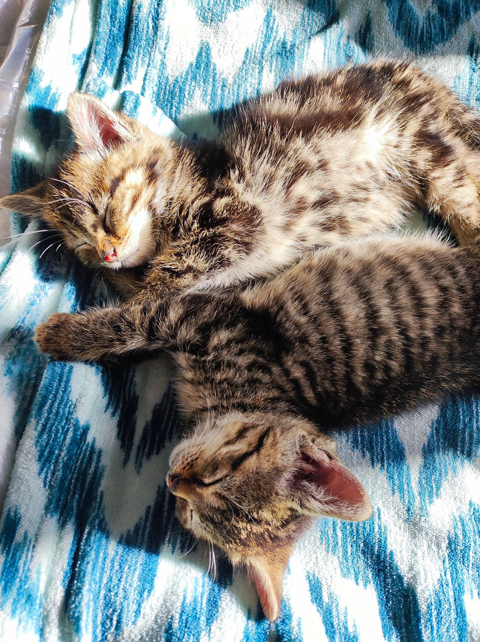 Ulyss Et Una a rejoint le concours — aidez-le/la à gagner de superbes lots ! carnivore, cat, claw, domestic_short_haired_cat, felidae, fur, nap, pattern, paw, sleep, small_to_medium_sized_cats, snout, tail, terrestrial_animal, vertebrate, whiskers, wildlife