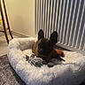 Rubis participe au concours pour gagner de l'argent avec cette photo : dog, french_bulldog, pet, animal, face, ears, sitting, lying_down, fluffy_bed, dog_bed, blanket, toy, indoor, home, bedroom, curtains, radiator, carpet, cozy, portrait