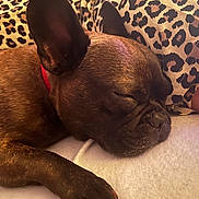 Rubis a rejoint le concours — aidez-le/la à gagner de superbes lots ! dog, french_bulldog, sleeping, sleepy, pet, animal, wrinkles, short_hair, brown_coat, black_muzzle, red_collar, close_up, portrait, cozy, blanket, cushion, leopard_print, indoors, resting, cute