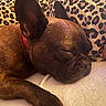 dog, french_bulldog, sleeping, sleepy, pet, animal, wrinkles, short_hair, brown_coat, black_muzzle, red_collar, close_up, portrait, cozy, blanket, cushion, leopard_print, indoors, resting, cute