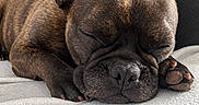 Rubis a rejoint le concours — aidez-le/la à gagner de superbes lots ! dog, french_bulldog, sleeping, sleepy, nap, pet, animal, close_up, portrait, brown_coat, wrinkles, large_ears, paws, blanket, couch, indoors, cozy, relaxed, cute, brindle