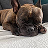 dog, french_bulldog, sleeping, sleepy, nap, pet, animal, close_up, portrait, brown_coat, wrinkles, large_ears, paws, blanket, couch, indoors, cozy, relaxed, cute, brindle