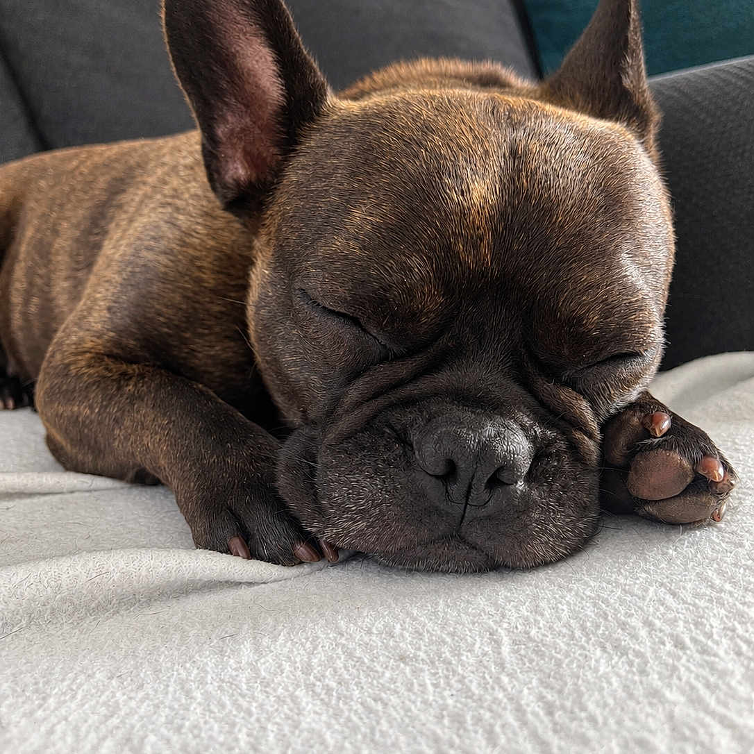 Rubis a rejoint le concours — aidez-le/la à gagner de superbes lots ! dog, french_bulldog, sleeping, sleepy, nap, pet, animal, close_up, portrait, brown_coat, wrinkles, large_ears, paws, blanket, couch, indoors, cozy, relaxed, cute, brindle