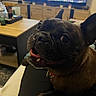 Rubis participe au concours pour gagner de l'argent avec cette photo : dog, french_bulldog, pet, canine, black_dog, brown_dog, wrinkled_face, large_eyes, tongue_out, open_mouth, collar, indoor, living_room, television, coffee_table, home, close_up, portrait, sitting, funny