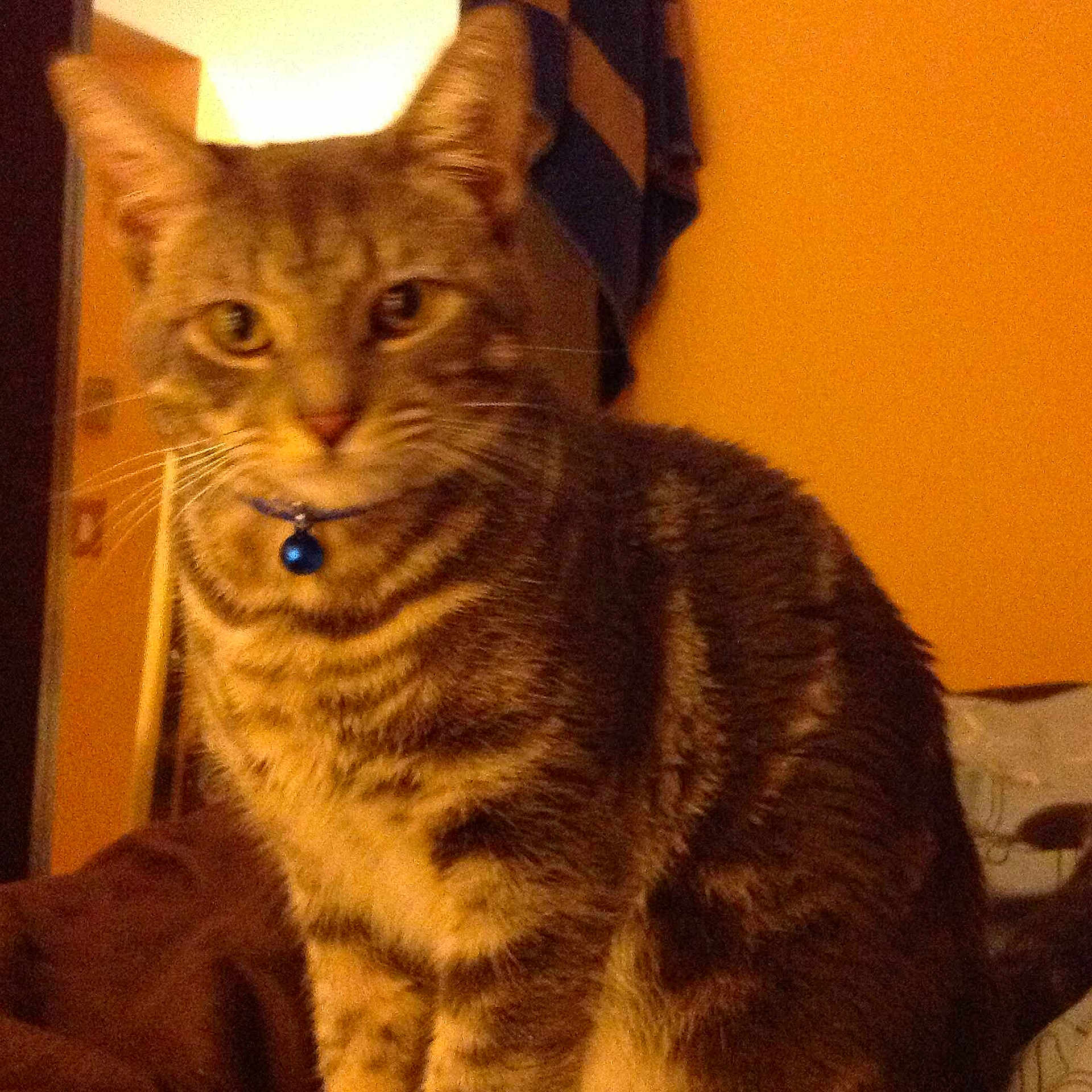 Bbz