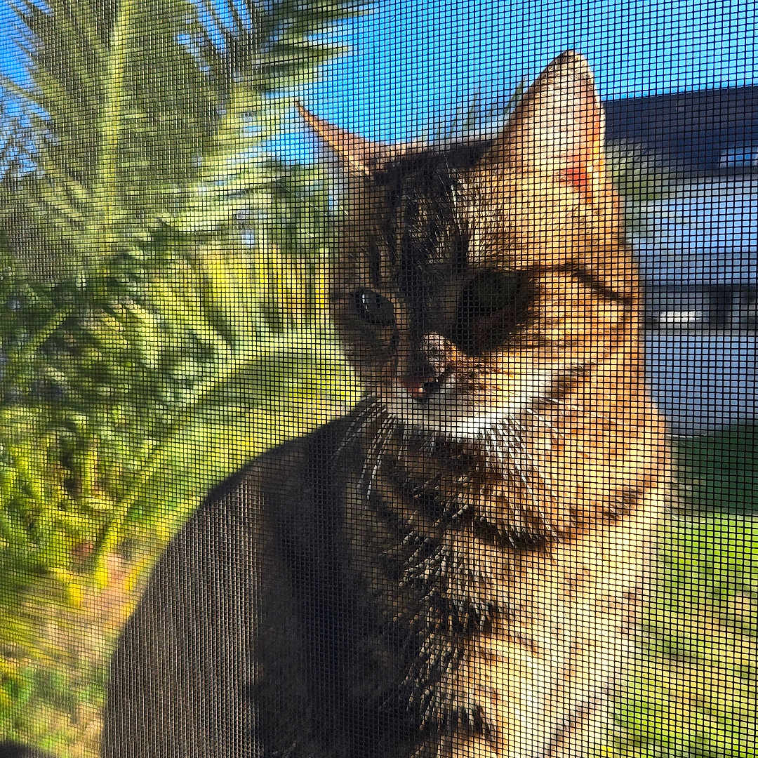 Tisha