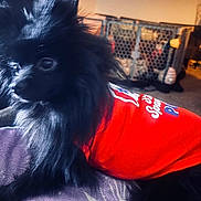 Coco is registered to the contest to win money with this photo: dog, black_dog, pet, indoor, clothing, red_shirt, furry, small_dog, animal, resting, purple_surface, playpen, home, cozy, fur, companion, cute, domestic, household, relaxed