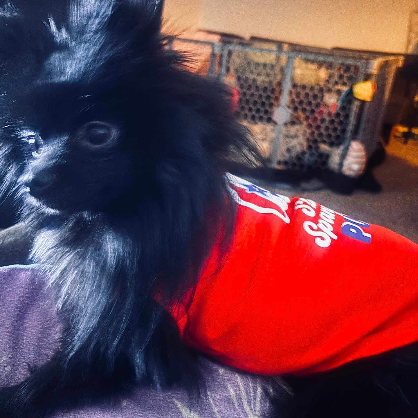 Coco is registered to the contest to win money with this photo: animal, black_dog, clothing, companion, cozy, cute, dog, domestic, fur, furry, home, household, indoor, pet, playpen, purple_surface, red_shirt, relaxed, resting, small_dog
