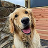 animal, canine, closeup, collar, companion, cute, dog, domestic_animal, friendly, fur, golden_retriever, happy, mammal, outdoor, pet, portrait, smiling, stone_wall, tongue_out, wood_paneling