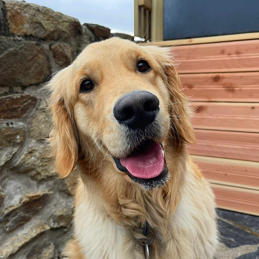 Tosca a rejoint le concours — aidez-le/la à gagner de superbes lots ! dog, golden_retriever, smiling, tongue_out, pet, canine, outdoor, stone_wall, wood_paneling, happy, friendly, fur, collar, portrait, animal, cute, mammal, companion, domestic_animal, closeup