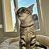 cat, kitten, tabby, pet, indoor, window, sunlight, bed, cozy, fur, whiskers, curious, young, animal, mammal, domestic, portrait, sitting, feline, cute