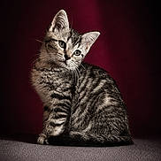 Bahlia a rejoint le concours — aidez-le/la à gagner de superbes lots ! kitten, cat, tabby, animal, pet, fur, portrait, indoor, cute, small, whiskers, ears, eyes, sitting, texture, background, curious, feline, young, mammal