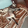 Bahlia a rejoint le concours — aidez-le/la à gagner de superbes lots ! kitten, cat, sleeping, blanket, couch, tabby, fur, pet, animal, resting, cozy, indoor, relaxed, cute, soft, feline, paw, whiskers, home, nap