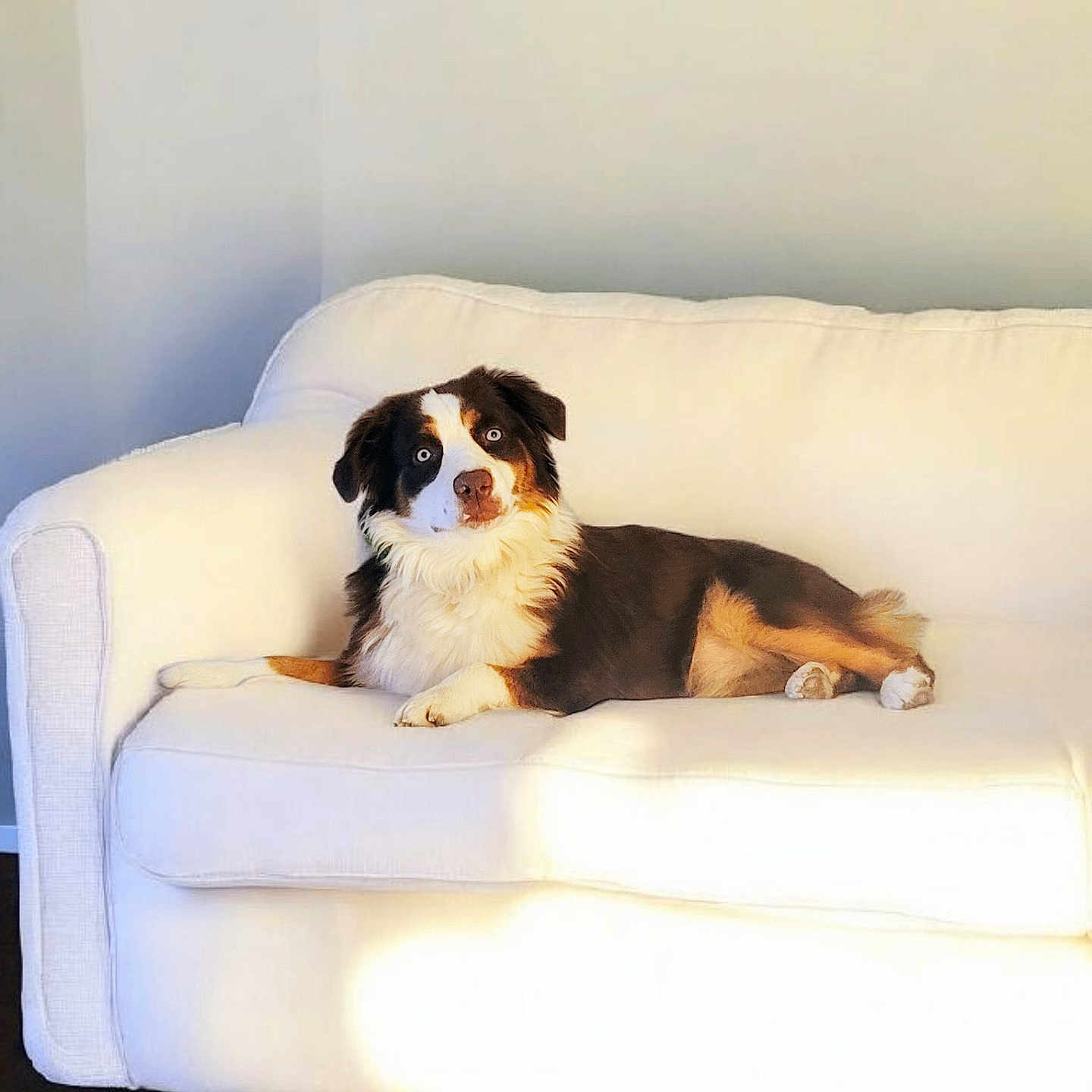 Rain joined the competition — help win amazing prizes! blue_eyes, brown_fur, canine, comfortable, couch, dog, domestic_animal, fluffy, furniture, home, indoor, living_room, pet, portrait, relaxed, resting, sunlight, white_couch, white_fur, wooden_floor