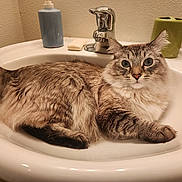 Paul joined the competition — help win amazing prizes! animal, bathroom, cat, closeup, countertop, curious, domestic, feline, fur, household, indoor, pet, portrait, relaxed, sink, soap, soap_dispenser, toothbrush_holder, white_sink, wide_eyes