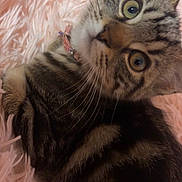 Beretta joined the competition — help win amazing prizes! cat, tabby, green_eyes, whiskers, fur, pet, domestic_animal, curious, pink_blanket, soft_texture, lying_down, close_up, indoor, cute, animal_face, collar, striped_fur, relaxed, feline, young_cat
