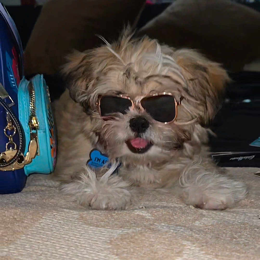 Astro Dahari Law is registered to the contest to win money with this photo: accessory, bag, collar, comfortable, cool, cushion, cute, dog, fluffy, fur, home, indoor, lying_down, paws, pet, portrait, relaxed, small_dog, sunglasses, tag