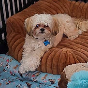 Astro Dahari Law is registered to the contest to win money with this photo: dog, small_dog, pet_bed, crate, blanket, plush_toy, blue_toy, brown_bed, indoor, resting, fur, collar, dog_tag, cozy, cute, animal, pet, relaxed, comfortable, home