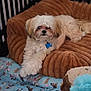 dog, small_dog, pet_bed, crate, blanket, plush_toy, blue_toy, brown_bed, indoor, resting, fur, collar, dog_tag, cozy, cute, animal, pet, relaxed, comfortable, home