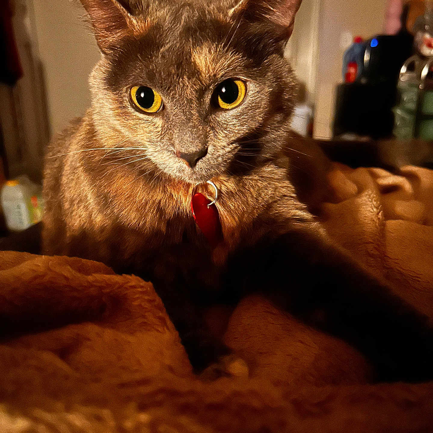 Galleta joined the competition — help win amazing prizes! abyssinian, accessories, animal, architecture, armchair, bodypart, building, cat, chair, couch, furniture, hardwood, indoors, kitten, livingroom, manx, mouth, person, pet, wood