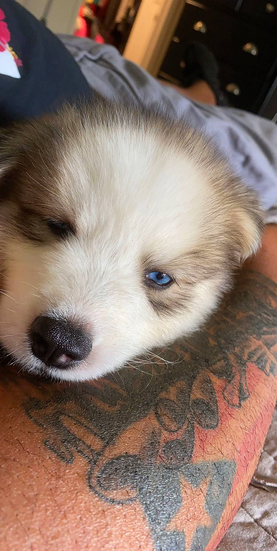 Oso is registered to the contest to win money with this photo: canidae, carnivore, dog, dog_breed, kintamani, mammal, nose, puppy, rare_breed_dog, snout, sporting_group, vertebrate