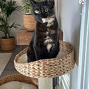 Poupoune a rejoint le concours — aidez-le/la à gagner de superbes lots ! animal, cat, cat_tree, cozy, curious, domestic_cat, feline, flooring, fur, green_plant, home_decor, houseplant, indoor, natural_light, pet, relaxed, sitting, tortoiseshell_cat, wooden_table, woven_basket