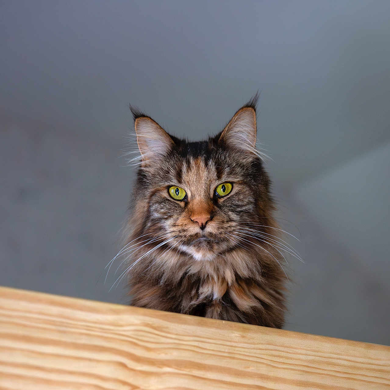 Ruby participe au concours pour gagner de l'argent avec cette photo : alert, animal, cat, closeup, curious, cute, domestic_cat, ears, face, feline, fluffy, fur, green_eyes, indoor, looking, majestic, pet, portrait, whiskers, wooden_ledge