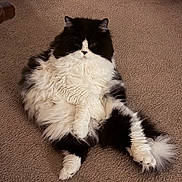 Stitch joined the competition — help win amazing prizes! cat, fluffy, black_and_white, carpet, indoor, pet, relaxed, sitting, furry, cute, animal, domestic, lazy, cozy, home, feline, whiskers, tail, soft, cute_pet