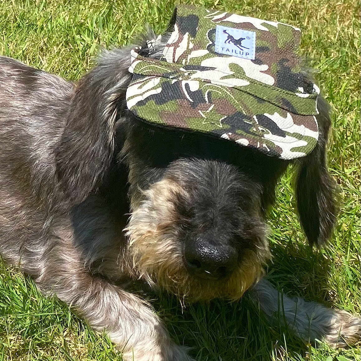 Charly Veckman participe au concours pour gagner de l'argent avec cette photo : animal, camouflage, canine, cap, closeup, daytime, dog, ears, fur, grass, lying_down, muzzle, nature, nose, outdoor, pet, portrait, relaxed, shadow, sunlight
