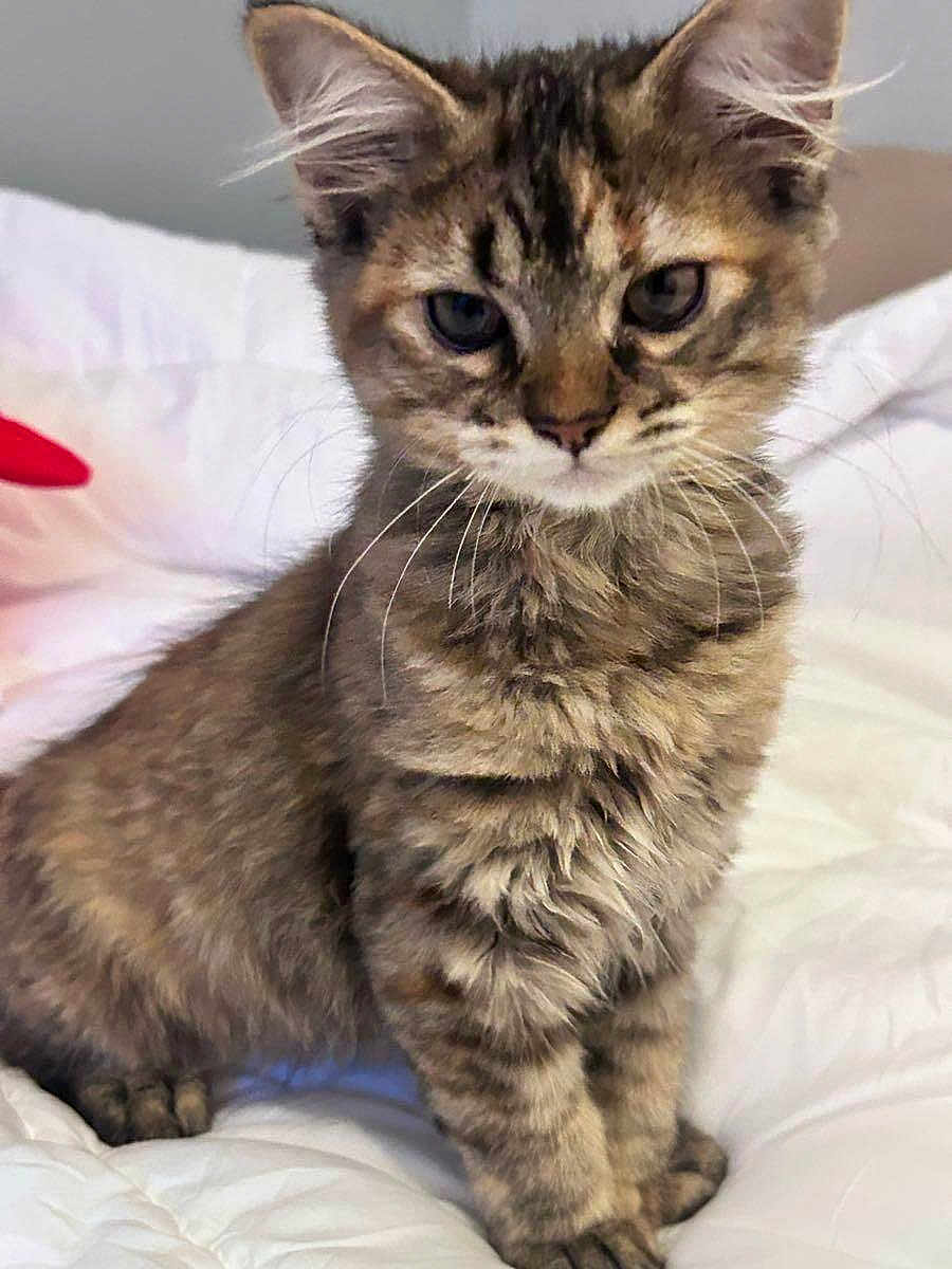 Mittens is registered to the contest to win money with this photo: cat, kitten, tabby, fur, whiskers, eyes, ears, paws, bed, blanket, white_bedding, close_up, portrait, cute, pet, indoor, sitting, soft_texture, fluffy, cozy