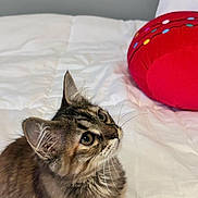 Mittens joined the competition — help win amazing prizes! cat, kitten, bed, pillow, blanket, whiskers, fur, tabby, cute, curious, looking_up, ears, eyes, indoor, pet, portrait, closeup, bedding, soft_texture, feline