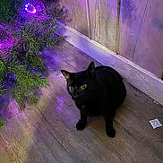 Bandit joined the competition — help win amazing prizes! black_cat, cat, animal, pet, wooden_floor, pine_branch, purple_light, glowing_eyes, indoor, rustic_wall, pine_needles, curious, sitting, close_up, night, festive, decoration, colorful_light, shadow, floor