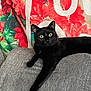 Bandit is registered to the contest to win money with this photo: black_cat, cat, animal, pet, indoor, couch, furniture, flower_pattern, colorful_background, relaxed, green_eyes, looking, long_leg, resting, close_up, domestic_cat, mammal, cute, alert, comfortable
