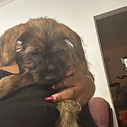 Leo joined the competition — help win amazing prizes! puppy, dog, sleepy, person, hand, nails, indoor, home, furniture, black_clothing, brown_fur, close_up, cuddle, comfort, relaxation, pet, animal, warmth, affection, casual