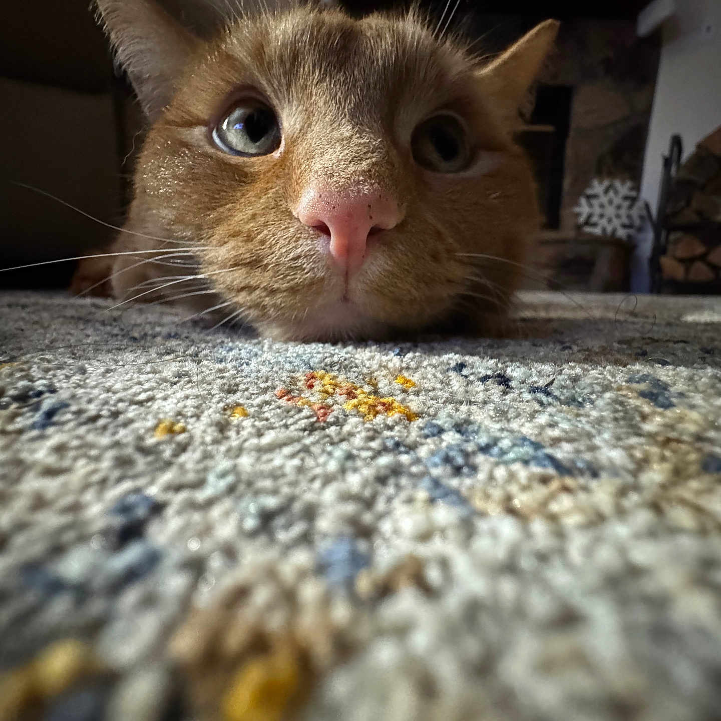 Roscoe is registered to the contest to win money with this photo: abyssinian, animal, architecture, bed, building, cat, couch, furniture, hardwood, homedecor, indoors, kitten, linen, livingroom, manx, pet, quilt, room, siamese, wood