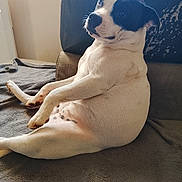 Ava participe au concours pour gagner de l'argent avec cette photo : dog, canine, black_and_white, sitting, couch, indoor, pet, relaxed, crossed_legs, portrait, short_hair, white_fur, black_patches, floppy_ears, nose, eyes, blanket, cushion, home, funny