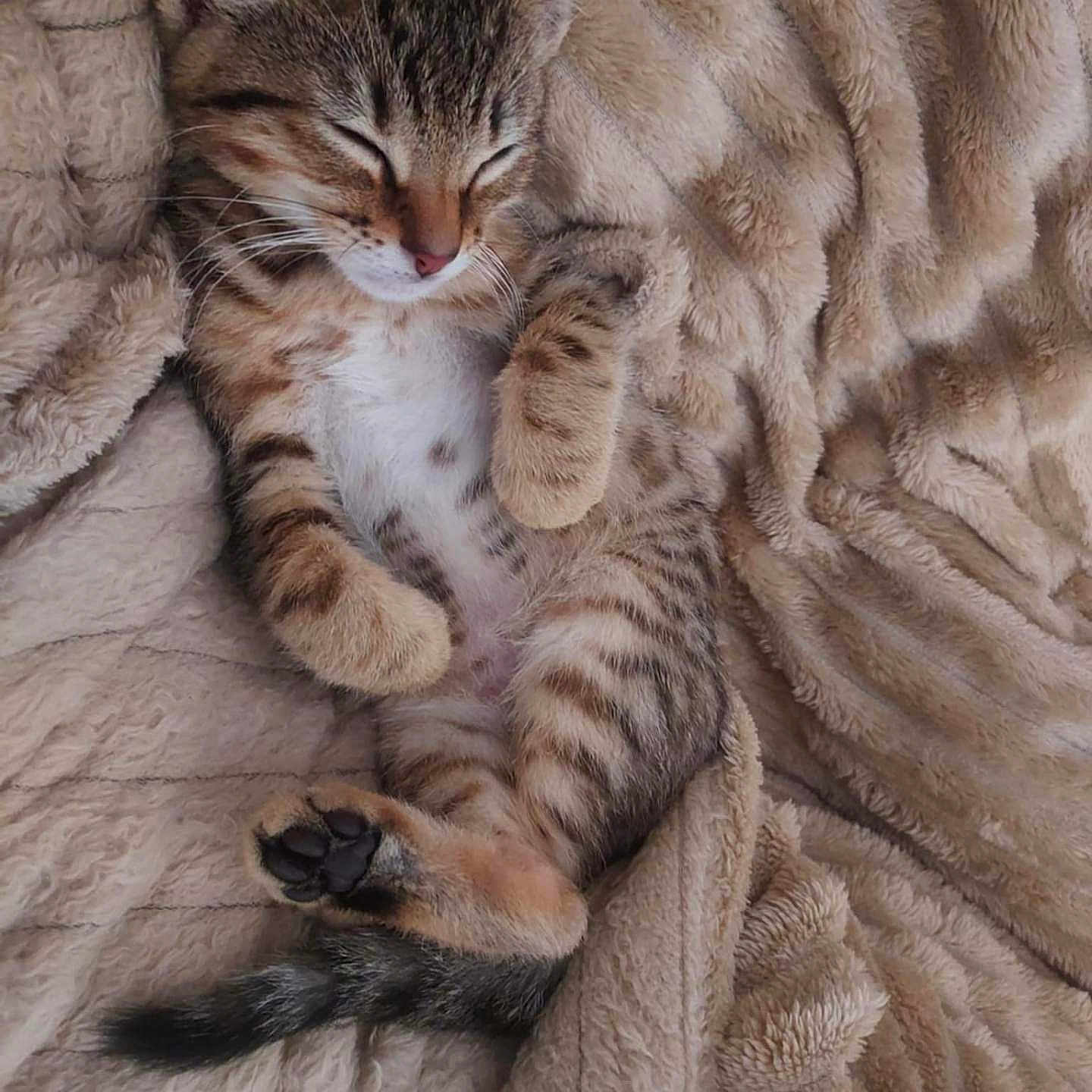 Adène participe au concours pour gagner de l'argent avec cette photo : animal, blanket, cat, closed_eyes, cozy, cute, cute_pet, domestic_cat, feline, fur, indoor, kitten, paw, pet, relaxing, resting, sleeping, soft, tabby, whiskers
