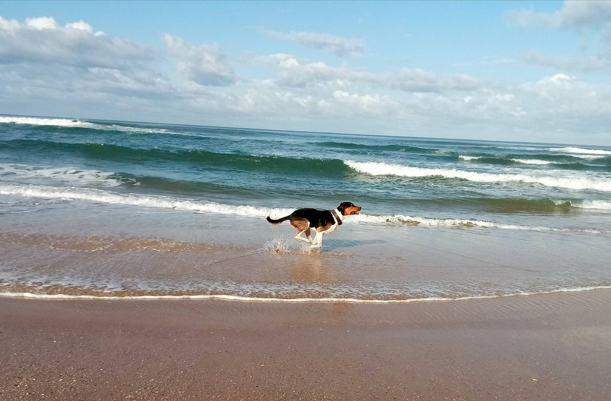 Illo a rejoint le concours — aidez-le/la à gagner de superbes lots ! beach, canidae, carnivore, cloud, coast, coastal_and_oceanic_landforms, companion_dog, dog, dog_breed, fun, ocean, sand, sea, shore, sky, sporting_group, summer, vacation, wave, wind_wave