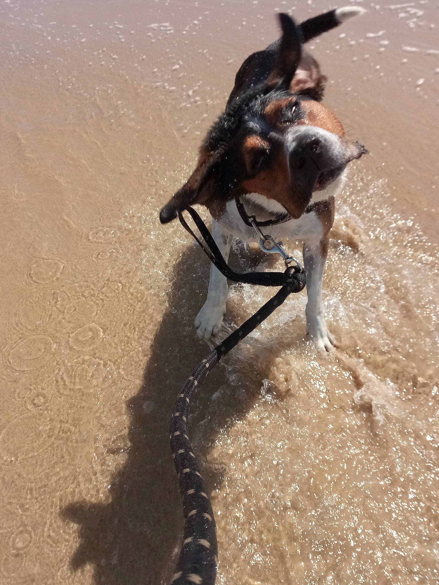 Illo a rejoint le concours — aidez-le/la à gagner de superbes lots ! canidae, carnivore, dog, dog_breed, hunting_dog, leash, sand, snout, sporting_group, tail