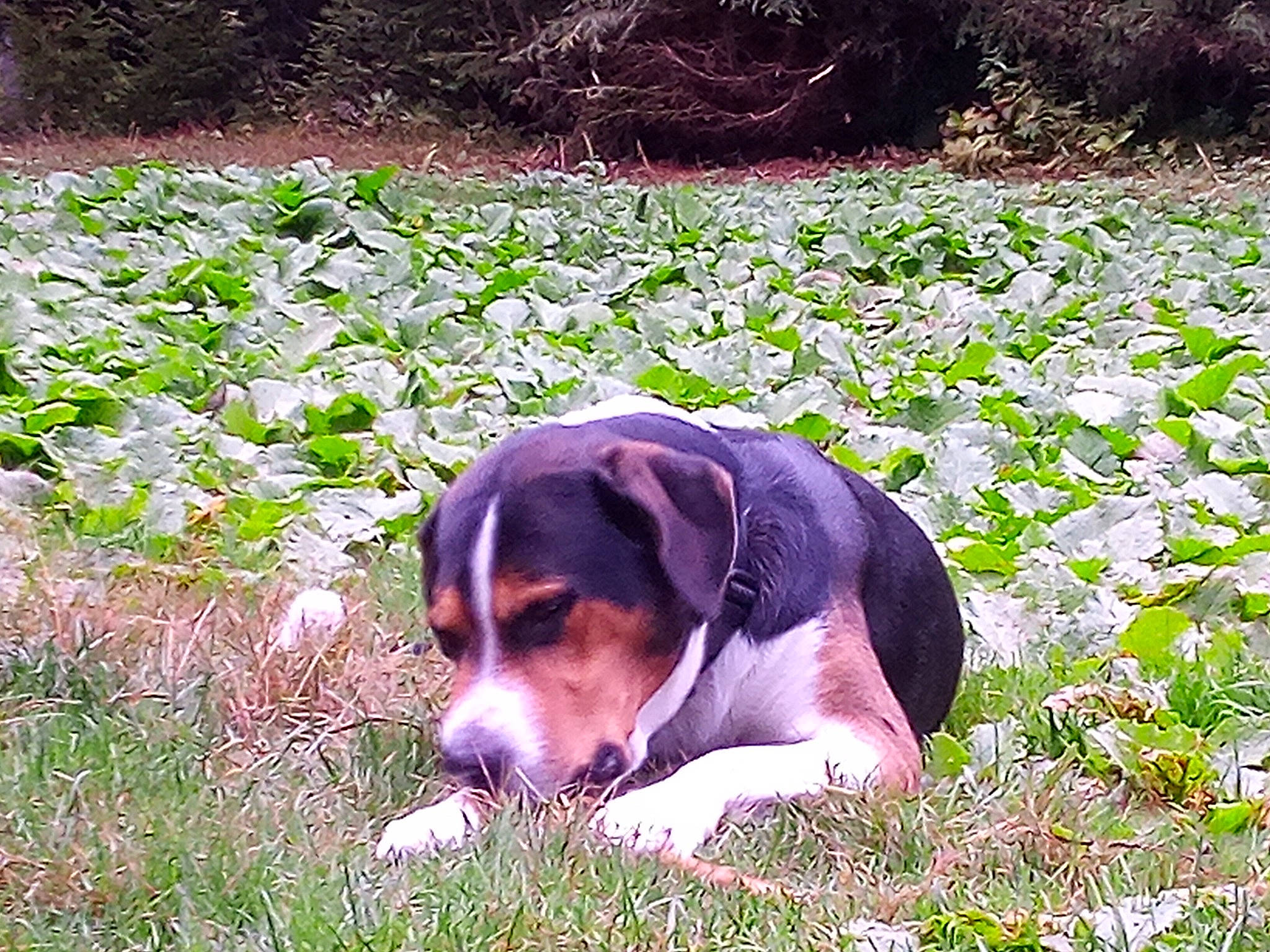 Illo participe au concours pour gagner de l'argent avec cette photo : beagle, canidae, carnivore, coonhound, danish_swedish_farmdog, dog, dog_breed, english_foxhound, entlebucher_mountain_dog, estonian_hound, finnish_hound, grass, harrier, hunting_dog, mammal, plant, puppy, serbian_tricolour_hound, treeing_walker_coonhound, vertebrate