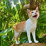 Misha participe au concours pour gagner de l'argent avec cette photo : animal, branch, cat, closeup, daylight, ears, feline, fur, green_leaves, meowing, nature, orange_and_white, outdoor, pet, plant, sunlight, tail, tree_branch, whiskers, wildlife