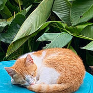 Misha participe au concours pour gagner de l'argent avec cette photo : animal, blue_surface, cat, close_up, curled_up, fur, greenery, nature, orange_and_white, outdoor, peaceful, pet, quiet, relaxing, resting, serene, sleeping, soft_fur, tropical_leaves, whiskers