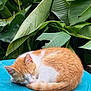 animal, blue_surface, cat, close_up, curled_up, fur, greenery, nature, orange_and_white, outdoor, peaceful, pet, quiet, relaxing, resting, serene, sleeping, soft_fur, tropical_leaves, whiskers