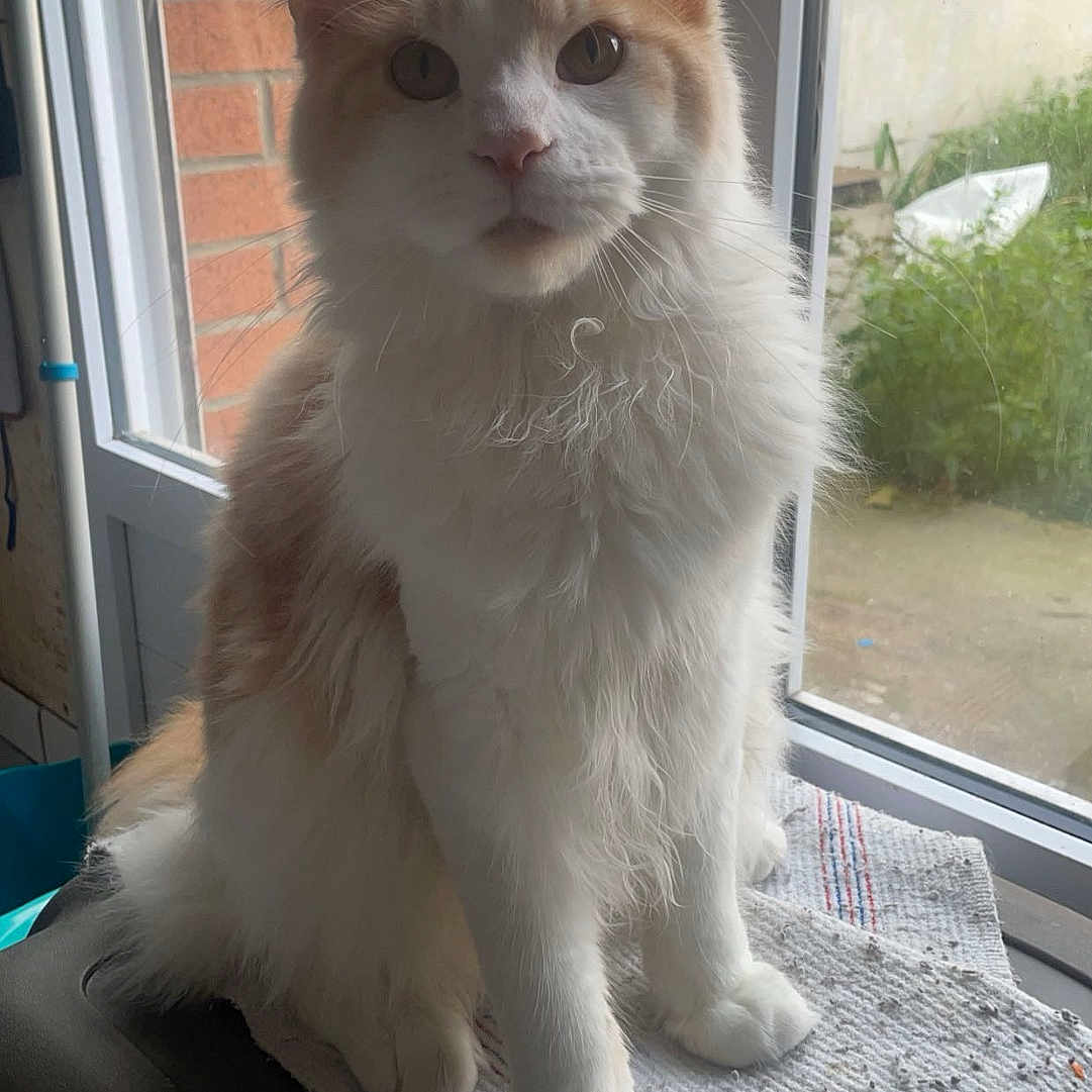 Ullys participe au concours pour gagner de l'argent avec cette photo : cat, fluffy, long_hair, white_fur, cream_fur, orange_patches, sitting, portrait, pet, animal, window, windowsill, indoors, garden, brick_wall, greenery, whiskers, pointed_ears, paws, natural_light