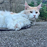 Ullys participe au concours pour gagner de l'argent avec cette photo : cat, long_hair, fluffy, cream_colored, white, orange_markings, lying_down, outdoor, pavement, stone_wall, greenery, garden, whiskers, ears, eyes, paws, fur, pet, animal_portrait, relaxed